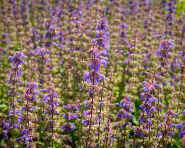 Šalvěj hajní 'Feathers Peacock'