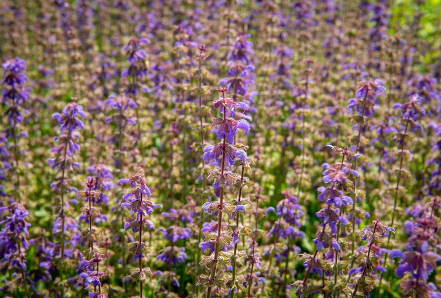 Šalvěj hajní 'Feathers Peacock' - Salvia nemorosa 'Feathers Peacock'