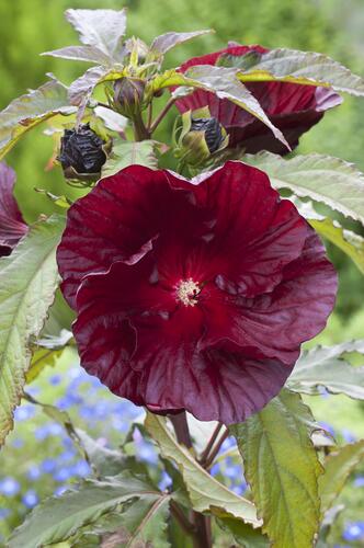 Ibišek bahenní 'Cranberry Crush' - Hibiscus moscheutos 'Cranberry Crush'