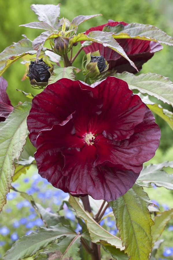 Ibišek bahenní 'Cranberry Crush' - Hibiscus moscheutos 'Cranberry Crush'