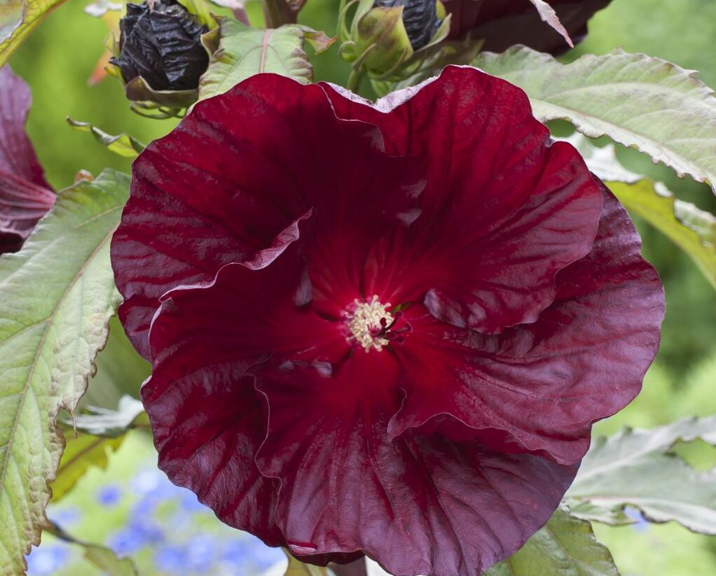 Ibišek bahenní 'Cranberry Crush' - Hibiscus moscheutos 'Cranberry Crush'