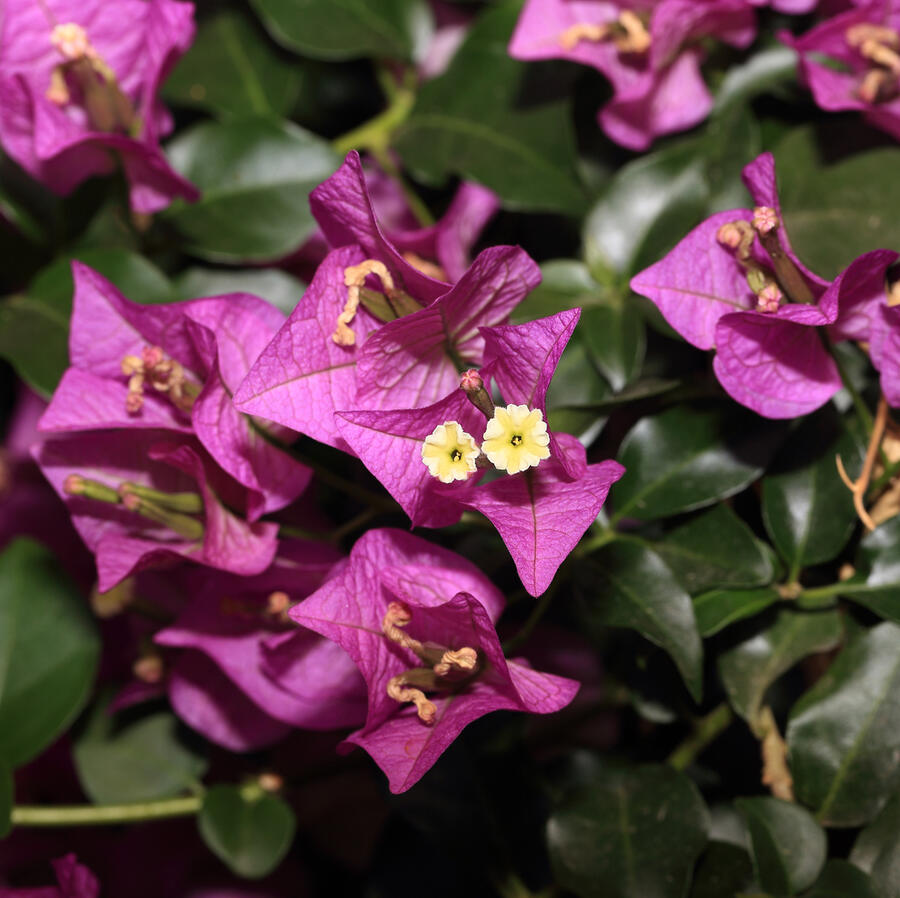 Bugenvilea lysá 'Sanderiana' - Bougainvillea glabra 'Sanderiana'