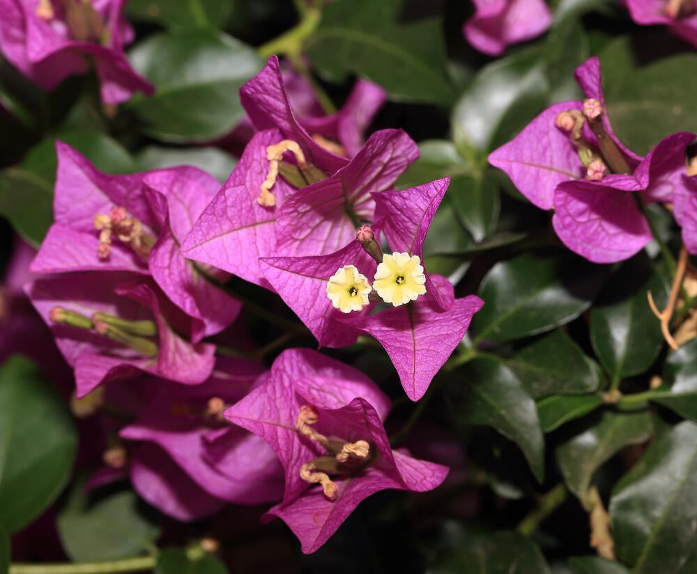 Bugenvilea lysá 'Sanderiana' - Bougainvillea glabra 'Sanderiana'
