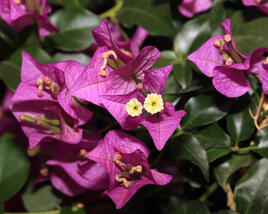 Bugenvilea lysá 'Sanderiana'