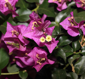 Bugenvilea lysá 'Sanderiana' - Bougainvillea glabra 'Sanderiana'