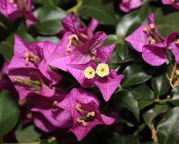 Bugenvilea lysá 'Sanderiana'