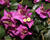 Bugenvilea lysá 'Sanderiana'