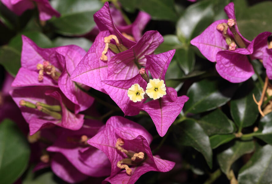 Bugenvilea lysá 'Sanderiana' - Bougainvillea glabra 'Sanderiana'