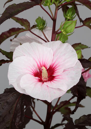 Ibišek bahenní 'Carousel Jolly Heart' - Hibiscus moscheutos 'Carousel Jolly Heart'