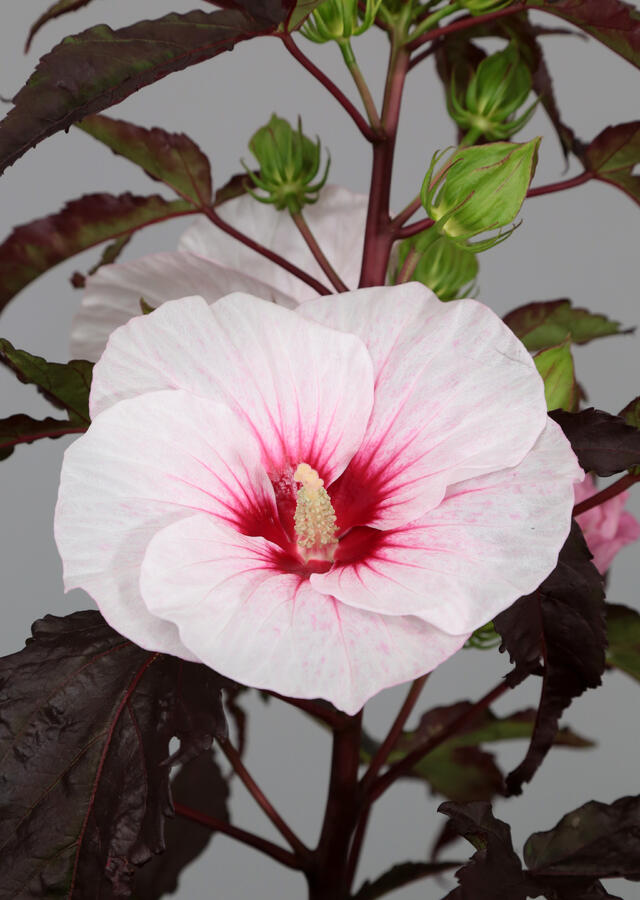 Ibišek bahenní 'Carousel Jolly Heart' - Hibiscus moscheutos 'Carousel Jolly Heart'