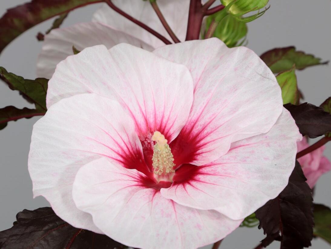 Ibišek bahenní 'Carousel Jolly Heart' - Hibiscus moscheutos 'Carousel Jolly Heart'