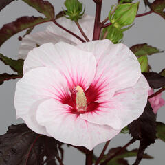 Ibišek bahenní 'Carousel Jolly Heart' - Hibiscus moscheutos 'Carousel Jolly Heart'