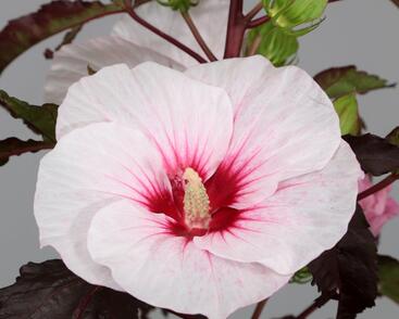 Ibišek bahenní 'Carousel Jolly Heart'