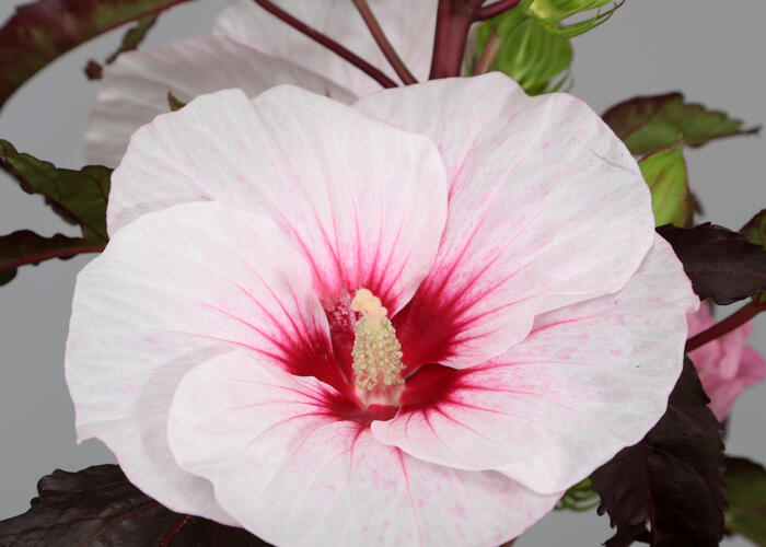 Ibišek bahenní 'Carousel Jolly Heart' - Hibiscus moscheutos 'Carousel Jolly Heart'