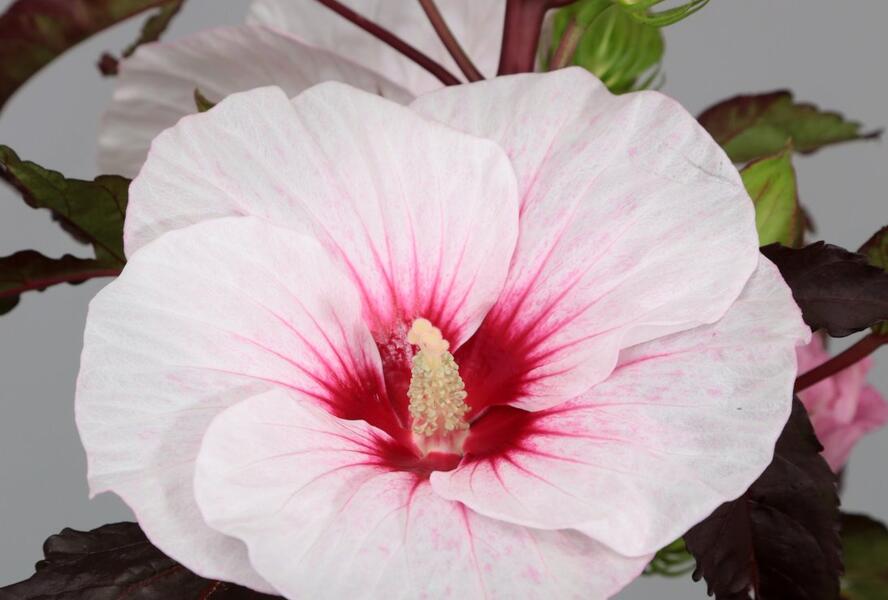 Ibišek bahenní 'Carousel Jolly Heart' - Hibiscus moscheutos 'Carousel Jolly Heart'