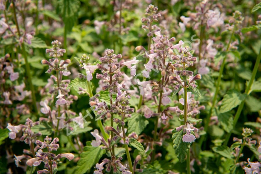 Šanta hroznovitá 'Amelia' - Nepeta racemosa 'Amelia'