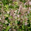 Šanta 'Amelia' - Nepeta racemosa 'Amelia'