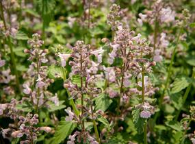 Šanta hroznovitá 'Amelia' - Nepeta racemosa 'Amelia'