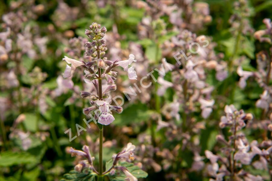 Šanta hroznovitá 'Amelia' - Nepeta racemosa 'Amelia'