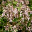 Šanta 'Amelia' - Nepeta racemosa 'Amelia'