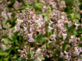 Šanta hroznovitá 'Amelia' - Nepeta racemosa 'Amelia'