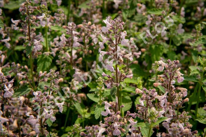 Šanta 'Amelia' - Nepeta racemosa 'Amelia'