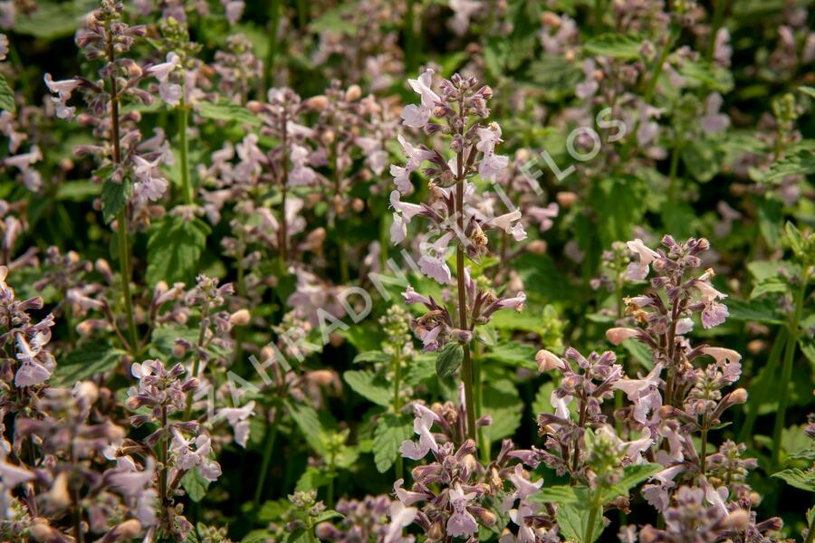 Šanta 'Amelia' - Nepeta racemosa 'Amelia'