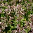 Šanta 'Amelia' - Nepeta racemosa 'Amelia'