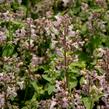 Šanta hroznovitá 'Amelia' - Nepeta racemosa 'Amelia'