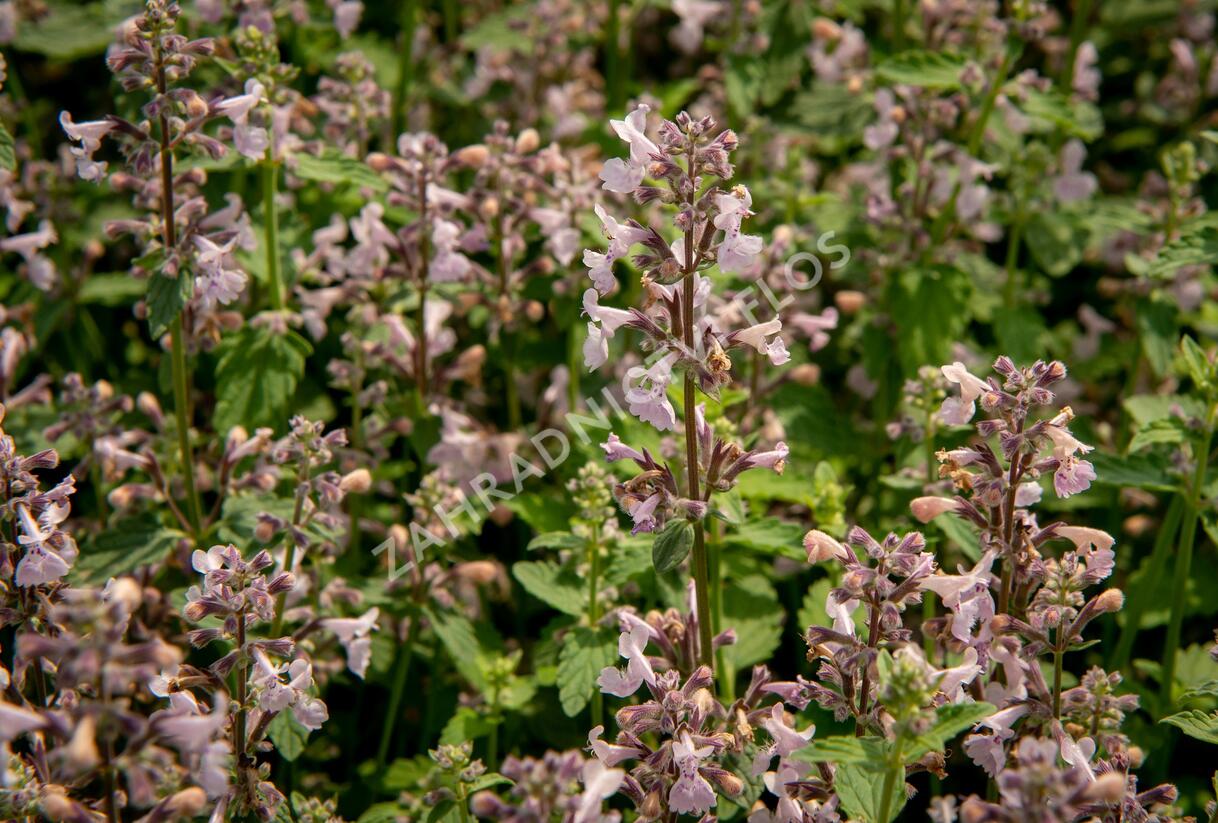 Šanta hroznovitá 'Amelia' - Nepeta racemosa 'Amelia'