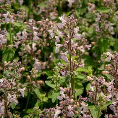 Šanta 'Amelia' - Nepeta racemosa 'Amelia'