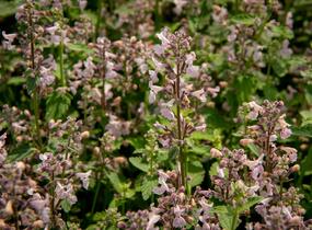 Šanta hroznovitá 'Amelia' - Nepeta racemosa 'Amelia'