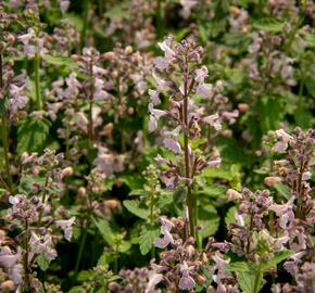 Šanta hroznovitá 'Amelia' - Nepeta racemosa 'Amelia'