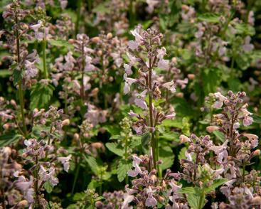 Šanta hroznovitá 'Amelia'