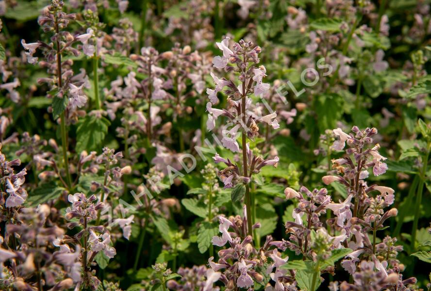 Šanta hroznovitá 'Amelia' - Nepeta racemosa 'Amelia'