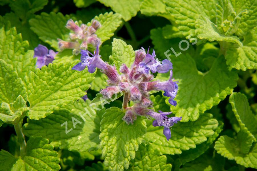 Šanta hroznovitá 'Little Titch' - Nepeta racemosa 'Little Titch'