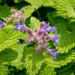 Šanta hroznovitá 'Little Titch' - Nepeta racemosa 'Little Titch'