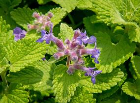 Šanta hroznovitá 'Little Titch' - Nepeta racemosa 'Little Titch'