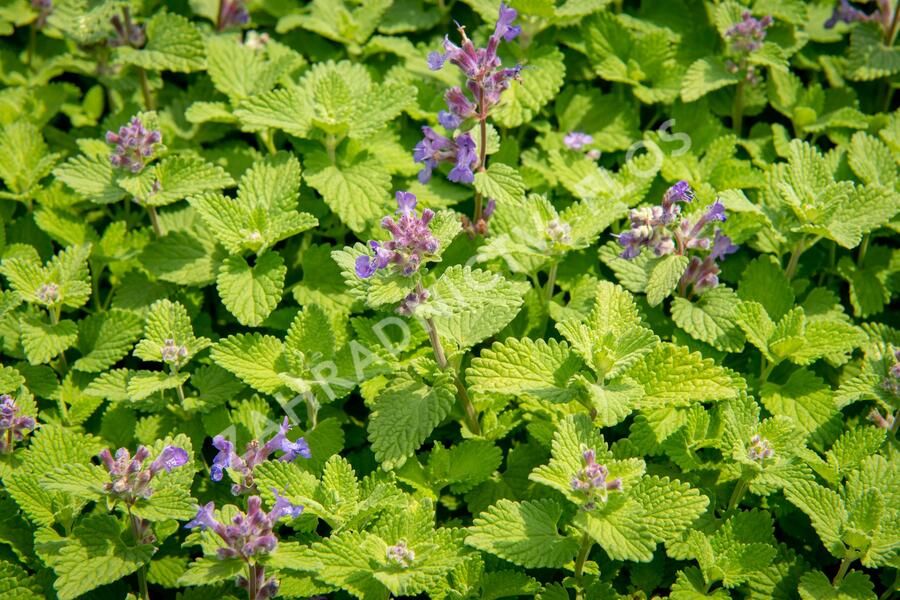 Šanta hroznovitá 'Little Titch' - Nepeta racemosa 'Little Titch'