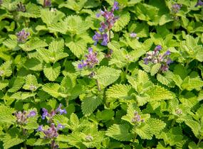 Šanta hroznovitá 'Little Titch' - Nepeta racemosa 'Little Titch'