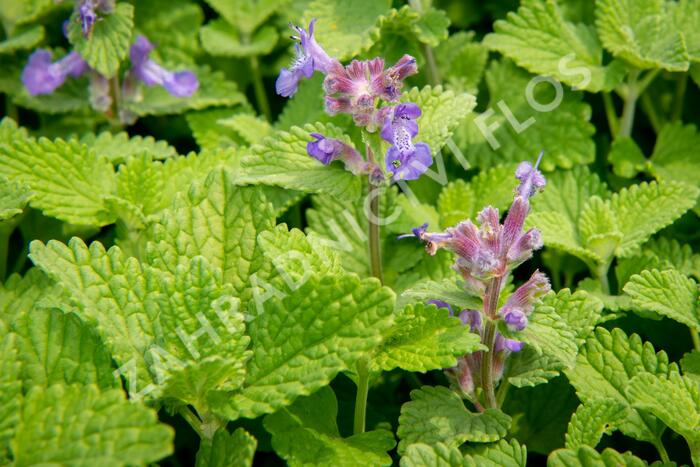 Šanta 'Little Titch' - Nepeta racemosa 'Little Titch'