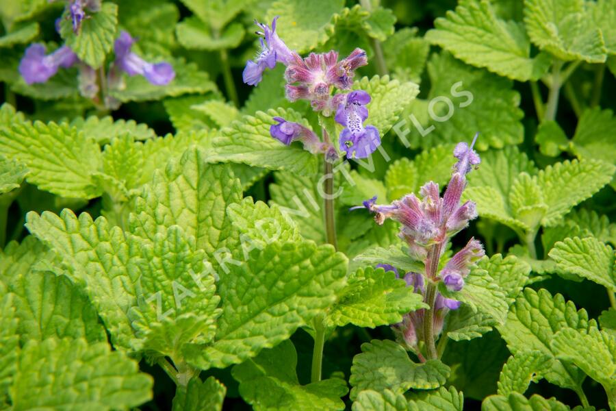 Šanta hroznovitá 'Little Titch' - Nepeta racemosa 'Little Titch'