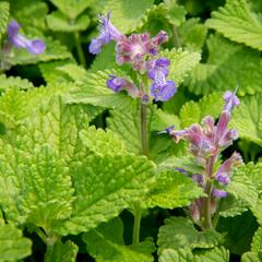 Šanta 'Little Titch' - Nepeta racemosa 'Little Titch'