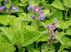 Šanta hroznovitá 'Little Titch' - Nepeta racemosa 'Little Titch'