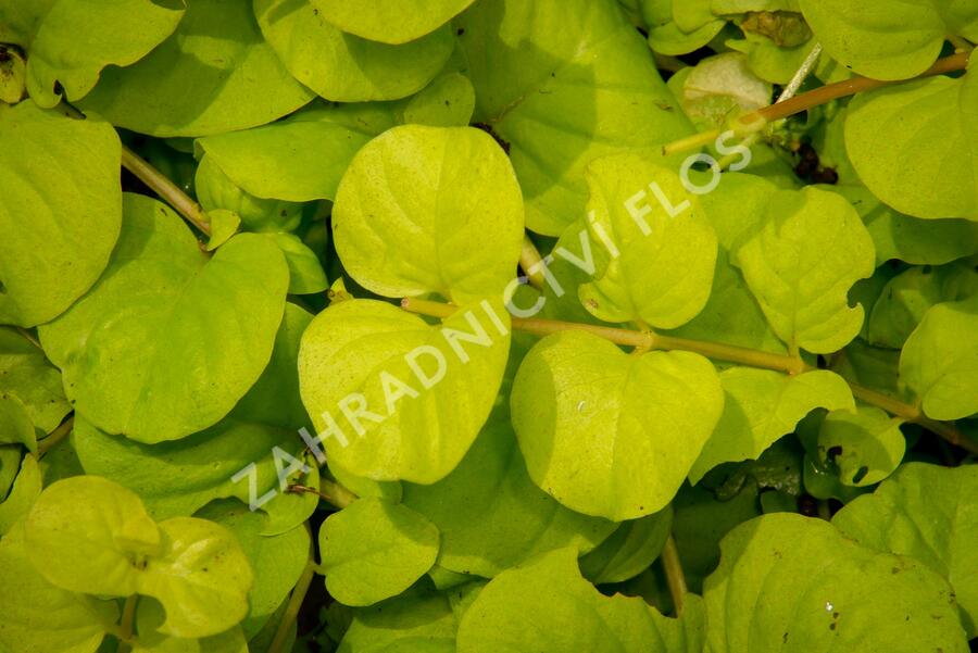 Vrbina penízková 'Creeping Jenny Yellow' - Lysimachia nummularia 'Creeping Jenny Yellow'