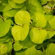 Vrbina penízková 'Creeping Jenny Yellow' - Lysimachia nummularia 'Creeping Jenny Yellow'