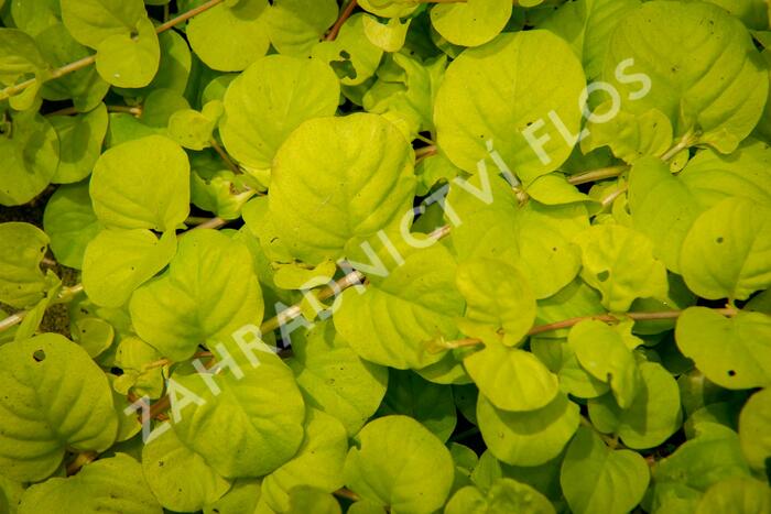 Vrbina penízková 'Creeping Jenny Yellow' - Lysimachia nummularia 'Creeping Jenny Yellow'