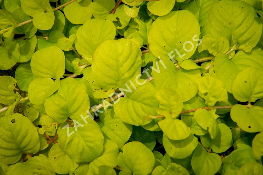 Vrbina penízková 'Creeping Jenny Yellow' - Lysimachia nummularia 'Creeping Jenny Yellow'