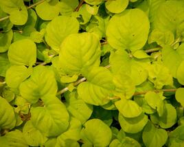 Vrbina penízková 'Creeping Jenny Yellow'