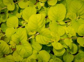 Vrbina penízková 'Creeping Jenny Yellow' - Lysimachia nummularia 'Creeping Jenny Yellow'